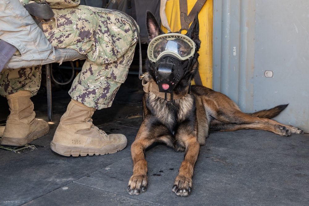 MV-22B Osprey familiarization training for CLDJ's Military Working Dogs