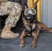 MV-22B Osprey familiarization training for CLDJ's Military Working Dogs