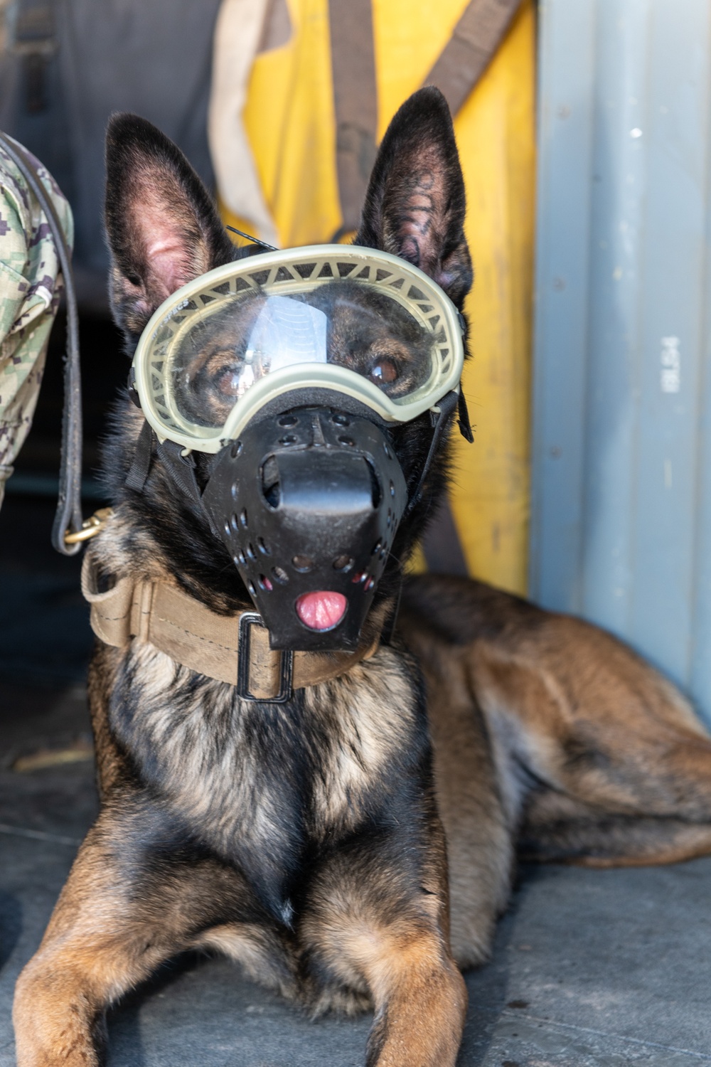 MV-22B Osprey familiarization training for CLDJ's Military Working Dogs