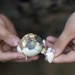 Balikatan 23: Philipine, U.S. Marines exchange cultural foods