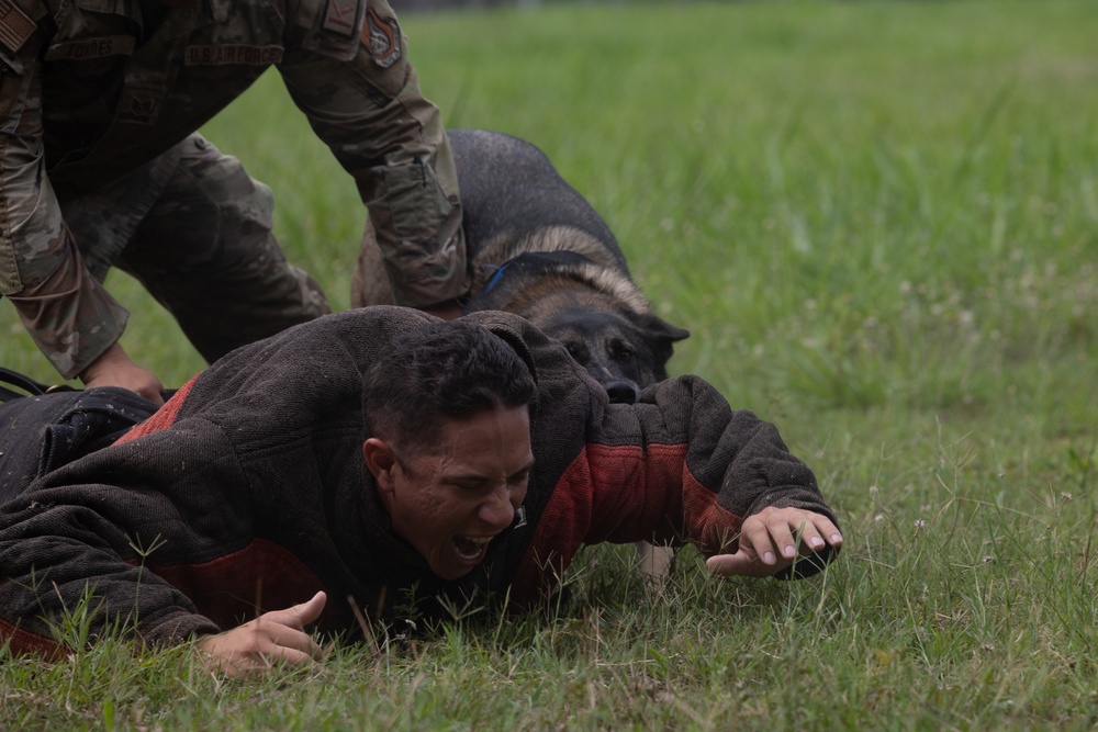 Balikatan 23 | AFP, U.S. forces share K9 capabilities during bilateral exchange