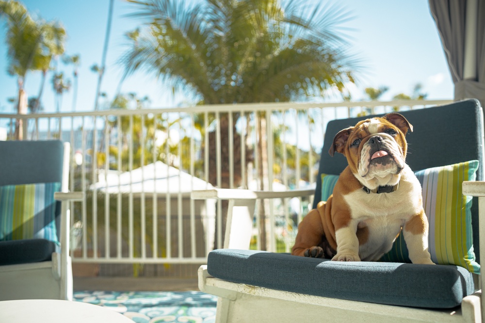 Bruno’s 10-Days of Leave