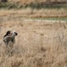 Iowa National Guard Best Warrior Competition