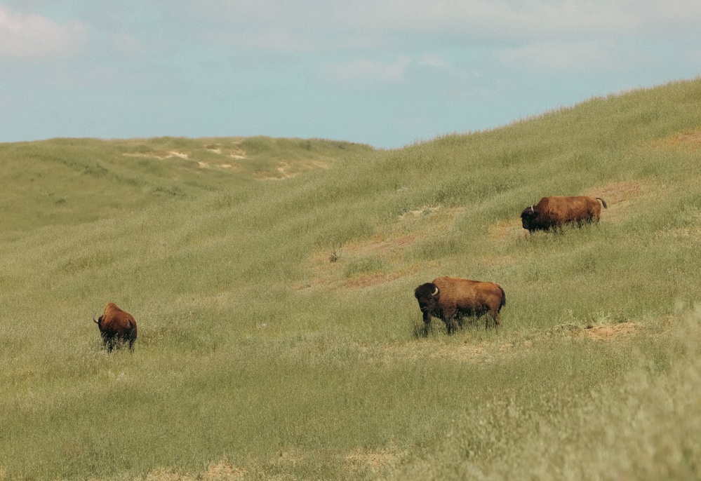 Bison thrive living on Camp Pendleton