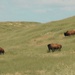 Bison thrive living on Camp Pendleton