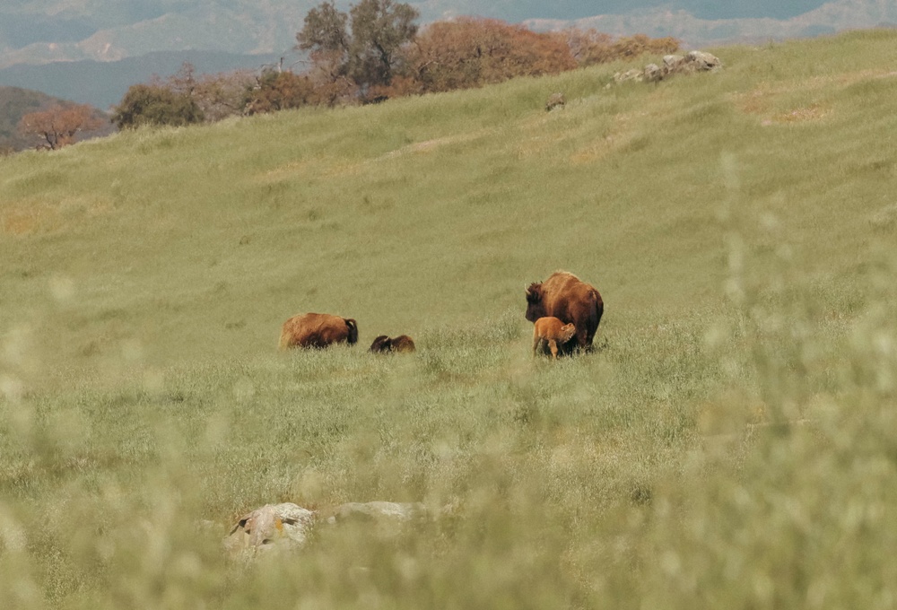 Bison thrive living on Camp Pendleton