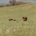 Bison thrive living on Camp Pendleton