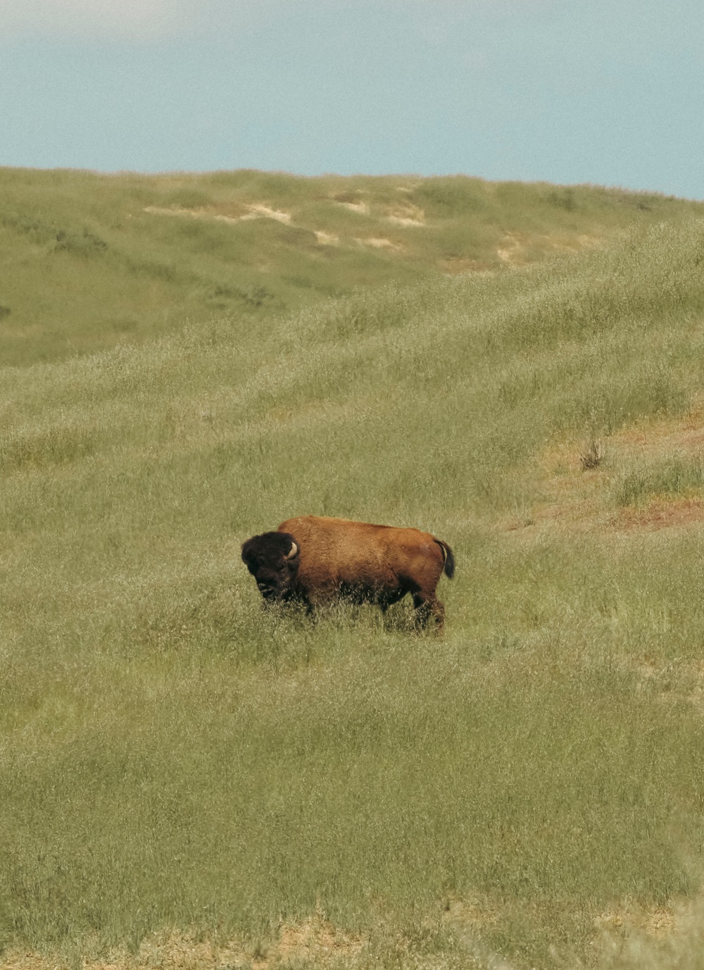 Bison thrive living on Camp Pendleton