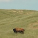 Bison thrive living on Camp Pendleton