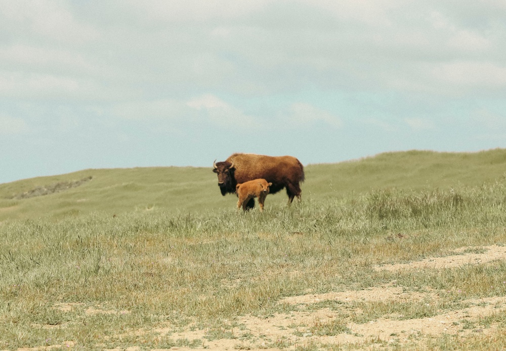 Bison thrive living on Camp Pendleton