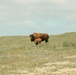 Bison thrive living on Camp Pendleton