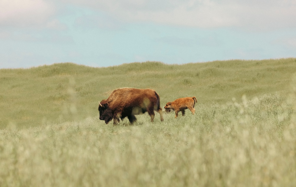 Bison thrive living on Camp Pendleton