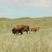 Bison thrive living on Camp Pendleton