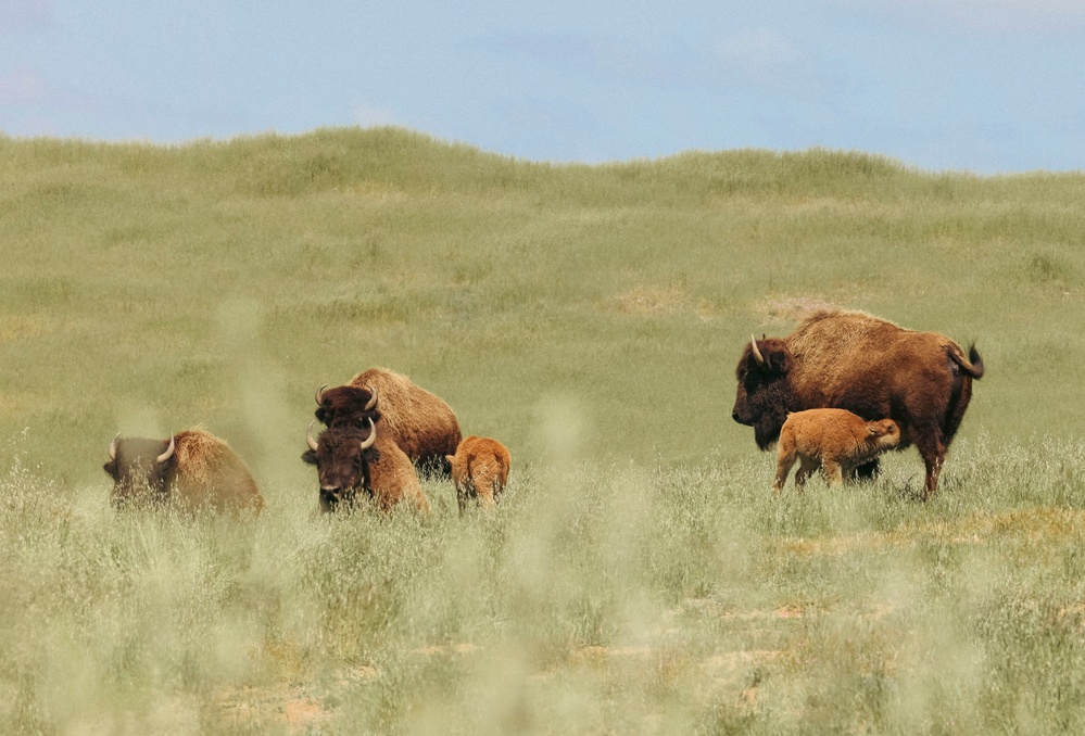 Bison thrive living on Camp Pendleton