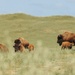 Bison thrive living on Camp Pendleton