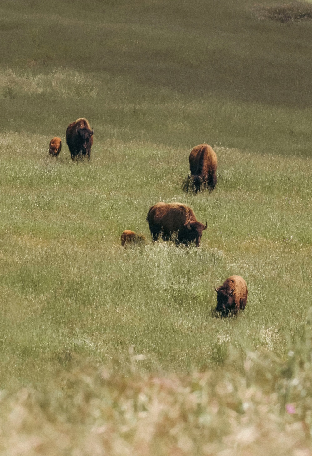 Bison thrive living on Camp Pendleton