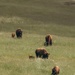 Bison thrive living on Camp Pendleton