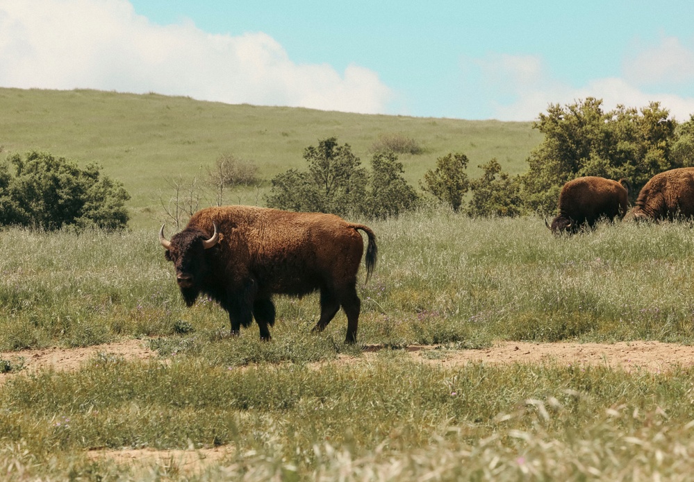 Bison thrive living on Camp Pendleton