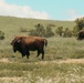 Bison thrive living on Camp Pendleton