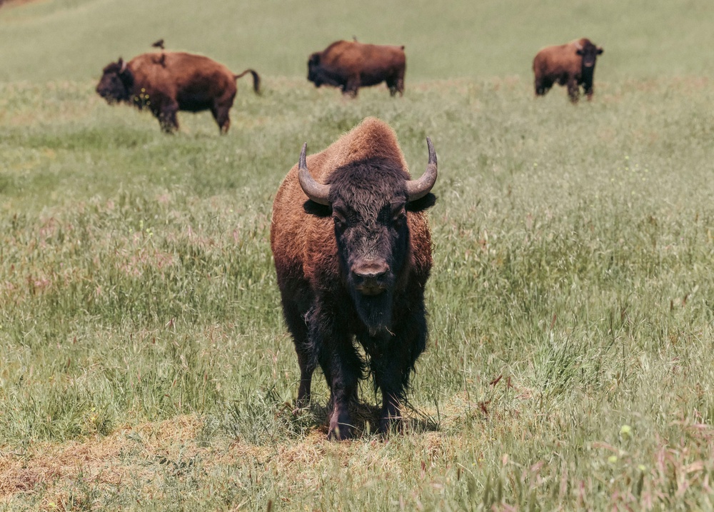 Bison thrive living on Camp Pendleton