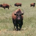 Bison thrive living on Camp Pendleton