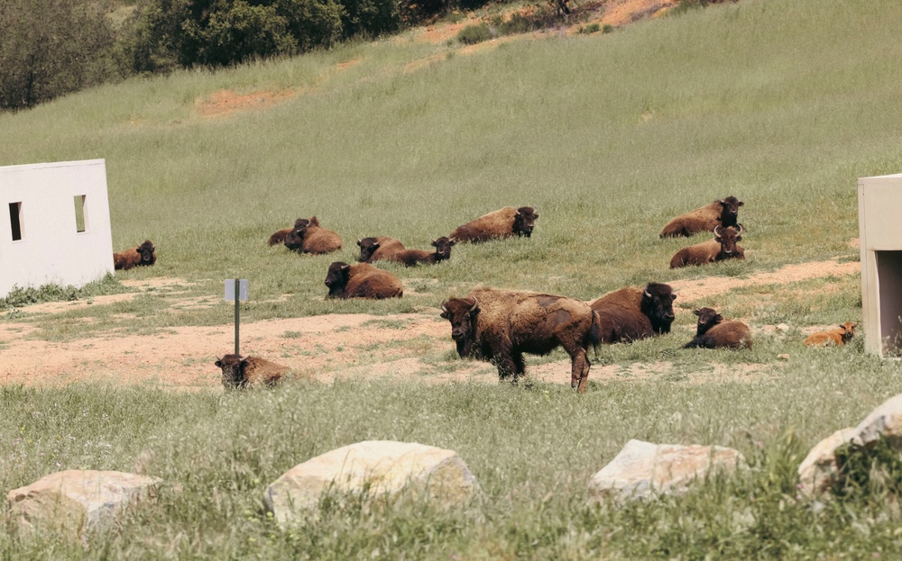 Bison thrive living on Camp Pendleton