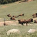 Bison thrive living on Camp Pendleton