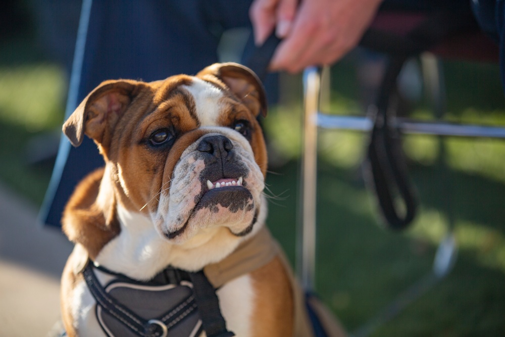 MCRD San Diego Mascot Relief and Appointment