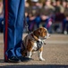 MCRD San Diego Mascot Relief and Appointment