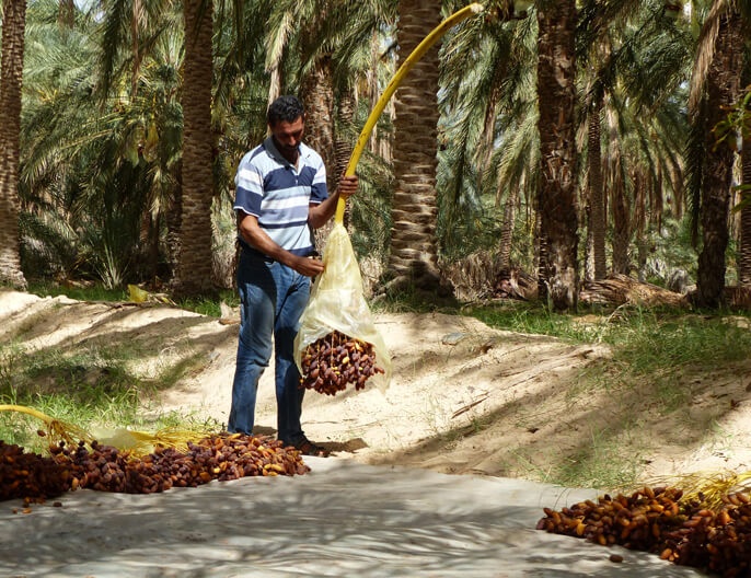 Bijoux de l’Oasis, a USAID-Supported Company in Tunisia that Produces Dates and Natural Herb Products