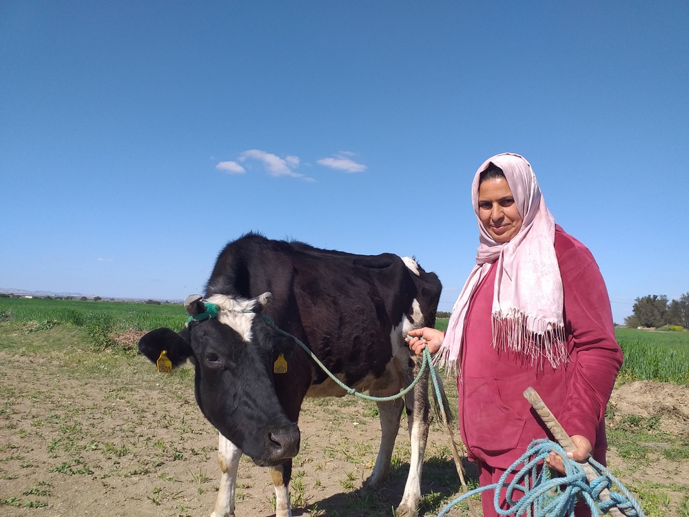 A Cooperative Member of the USAID-Supported SMSA Al Amaal Cooperate in Kairouan, Tunisia, Poses with a Cow