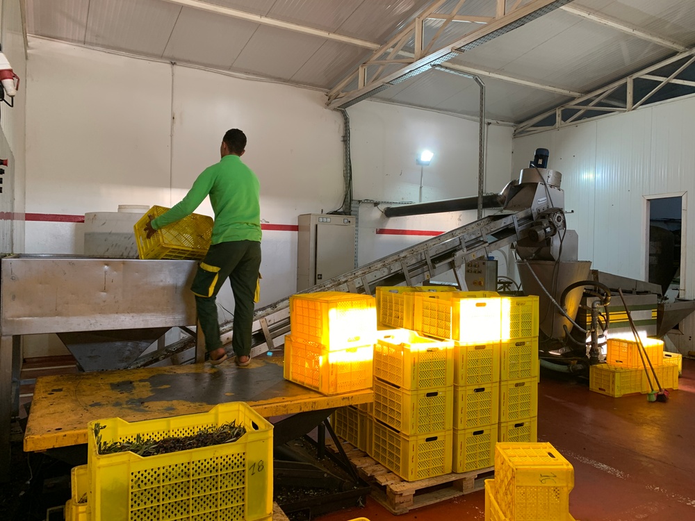 An Employee Works at Kairouan, a USAID-Supported Olive Oil Factory in Tunisia