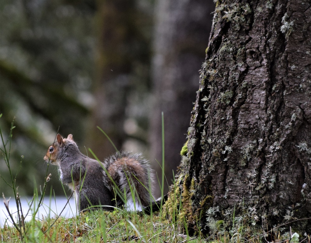 Environmental Stewardship the Ecological Standard at NMRTC Bremerton