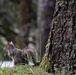 Environmental Stewardship the Ecological Standard at NMRTC Bremerton