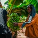 Ms. Ahmad is growing a more profitable crop—bananas—instead of watermelons and almonds.