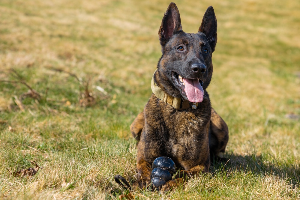 928th Military Working Dog Detachment