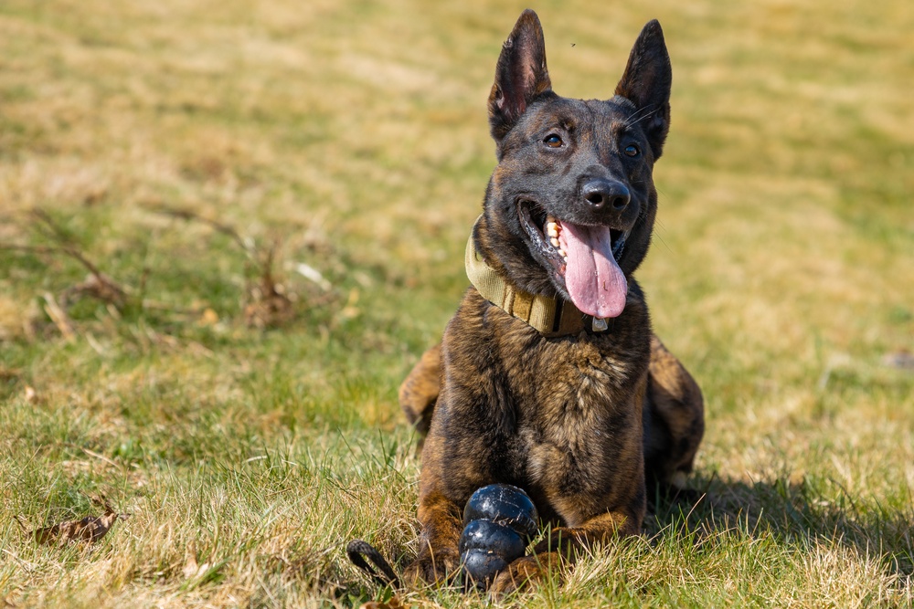 928th Military Working Dog Detachment