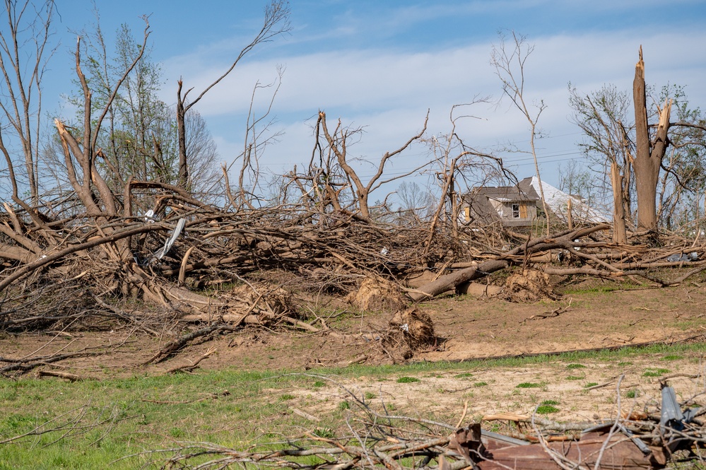 Massive Loss of Trees from Recent Tornado