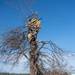 Tornado Wraps Pats of Homes Around Trees