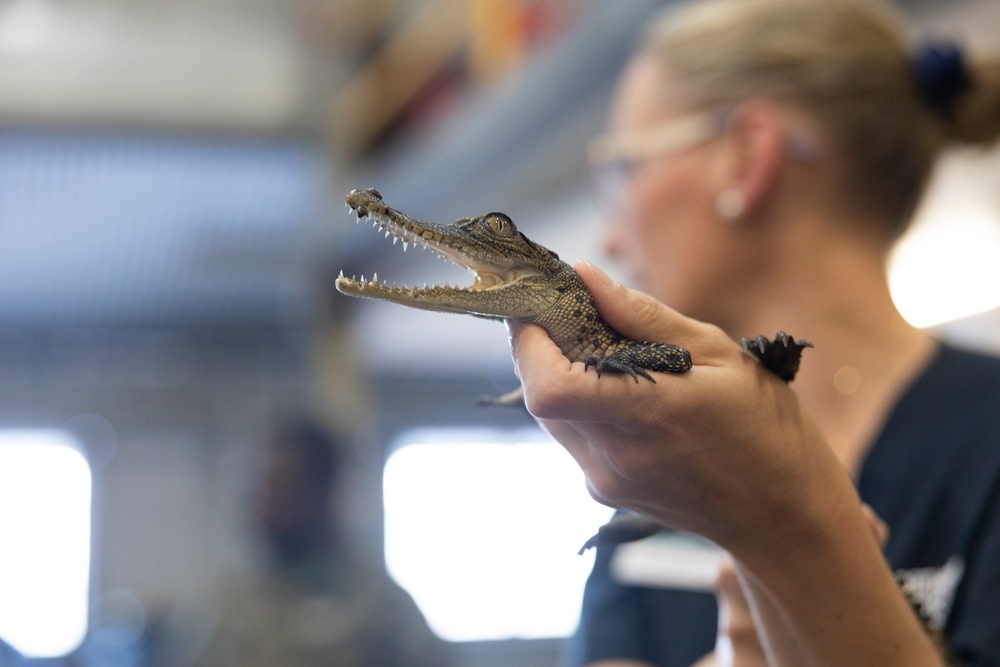 MRF-D medical staff learn about venomous snakes