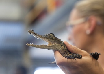 MRF-D medical staff learn about venomous snakes