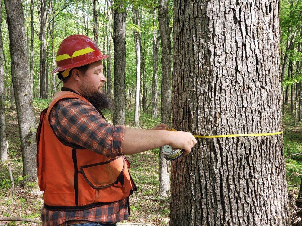 District foresters see the value in trees