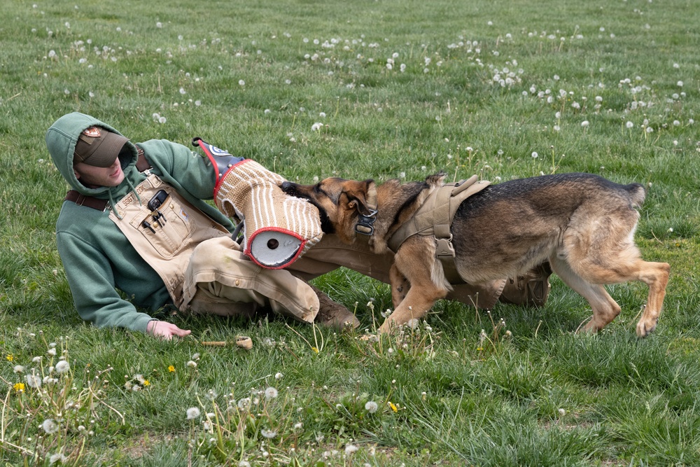 Whiteman Air Force Base Military Working Dogs Training