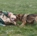 Whiteman Air Force Base Military Working Dogs Training