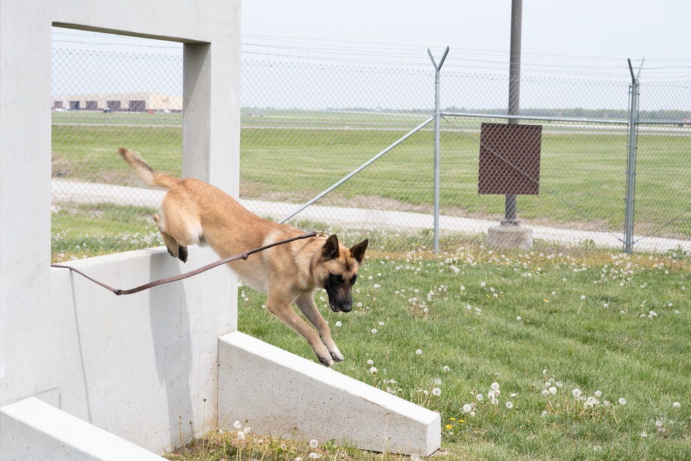 Whiteman Air Force Base Military Working Dogs Training