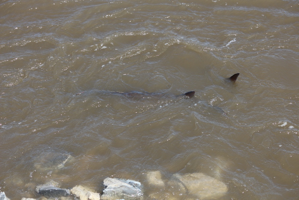 Lake Sturgeon, Mississippi River, Melvin Price Locks and Dam, West Alton, Mo. 2023