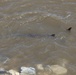 Lake Sturgeon, Mississippi River, Melvin Price Locks and Dam, West Alton, Mo. 2023