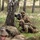 173rd Airborne Brigade Conducts Live-fire and Tactical Training in Slovenia