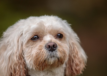 Dog Training available for Kaiserslautern Military Community