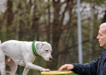 Dog Training available for Kaiserslautern Military Community